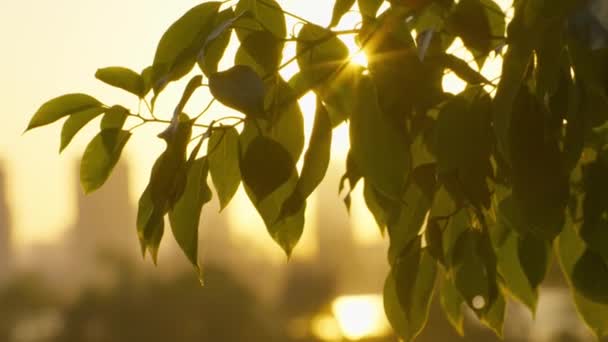 Sun Shining Green Leaves — Stock Video