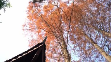 Çin 'deki geleneksel tapınağın yanında sonbahar ağaçları 