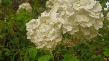 Bahçedeki güzel beyaz çiçekler