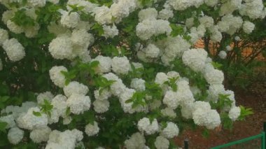 Bahçedeki güzel beyaz çiçekler