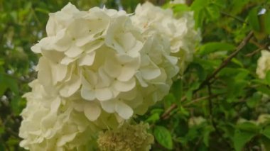 Bahçedeki güzel beyaz çiçekler