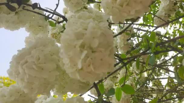 Bahçedeki Güzel Beyaz Çiçekler — Stok video