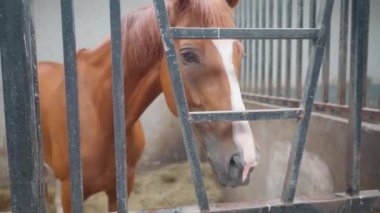 Ahırda güzel şirin bir at