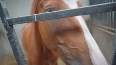 Ahırda güzel şirin bir at