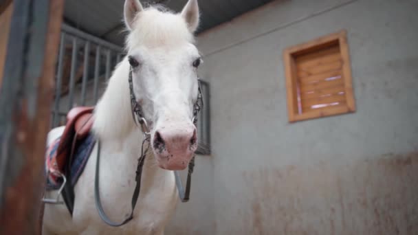 Bonito Cavalo Bonito Estábulo — Vídeo de Stock