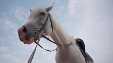 Çiftlikteki güzel beyaz at