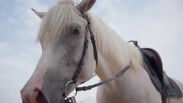 Piękny Biały Koń Farmie — Wideo stockowe