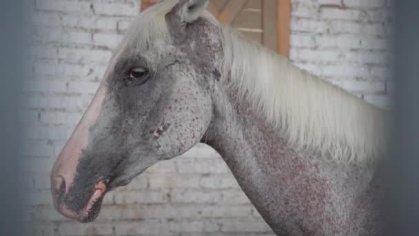 安定した美しい白い馬 — ストック動画
