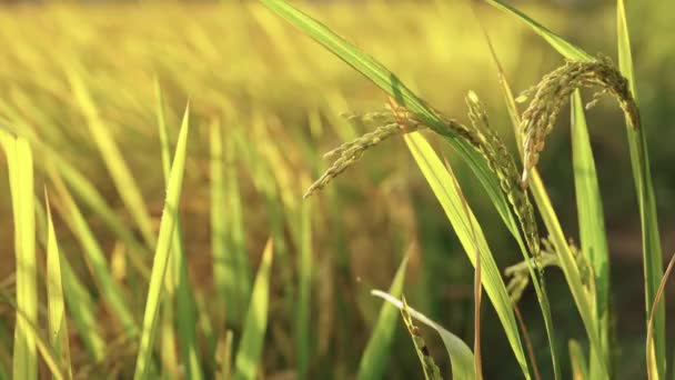 Mezőgazdasági Búzamező Közelsége — Stock videók