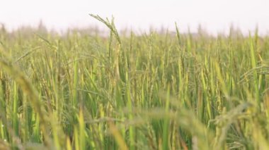 Tarım buğday tarlasını kapatın