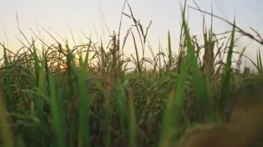 Tarım buğday tarlasını kapatın