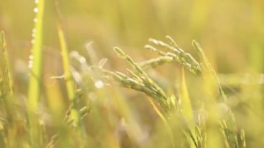 Tarım buğday tarlasını kapatın