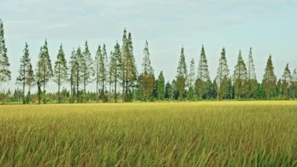 晴れた日に緑の麦畑 — ストック動画