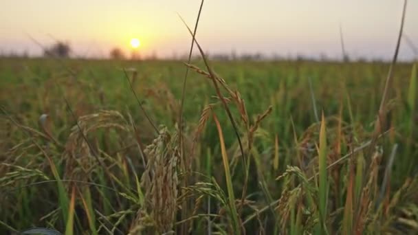 農業小麦畑の閉鎖 — ストック動画