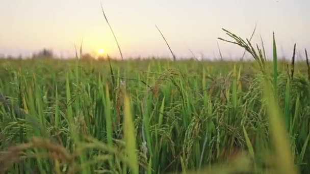 Крупный План Сельскохозяйственной Пшеницы — стоковое видео