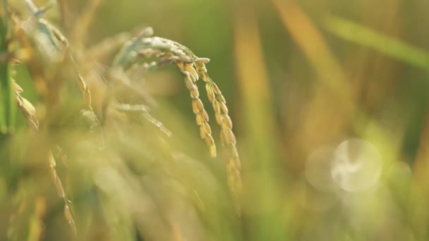 農業小麦畑の閉鎖 — ストック動画