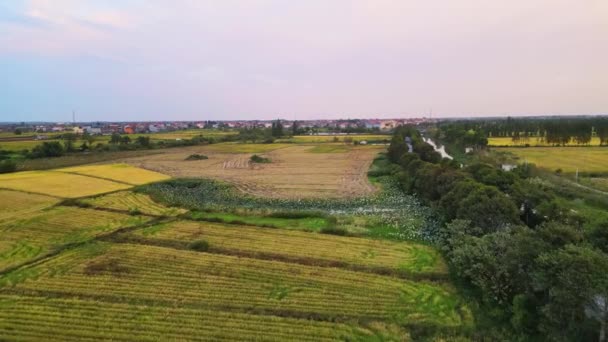 Vista Aérea Los Campos Agrícolas Campo — Vídeo de stock