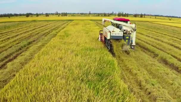Сбор Урожая Сельском Хозяйстве — стоковое видео
