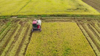 Tarımsal alanda hasat.