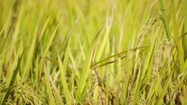 Tarım buğday tarlasını kapatın