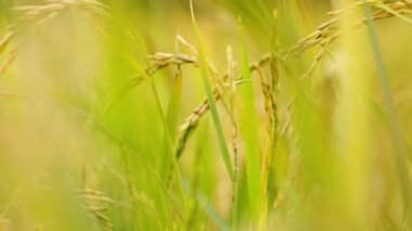 Tarım buğday tarlasını kapatın 