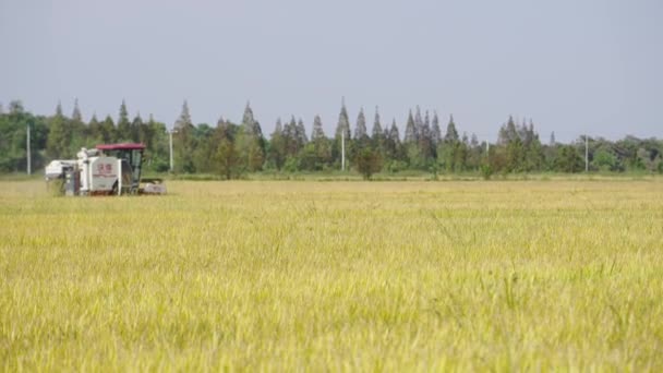 農業分野でのハーベスター収穫 — ストック動画