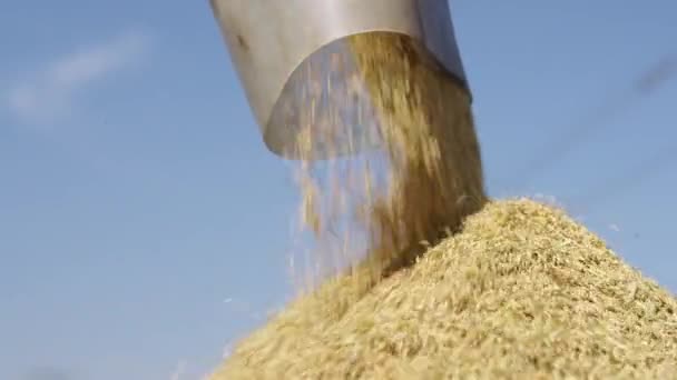 Обрізані Пшениці Процесі Збирання — стокове відео