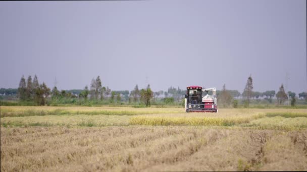 農業分野でのハーベスター収穫 — ストック動画