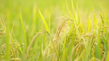 Tarım buğday tarlasını kapatın