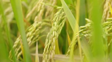Tarım buğday tarlasını kapatın