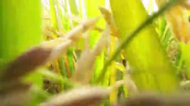 Tarım buğday tarlasını kapatın