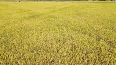 Kırsaldaki güzel buğday tarlası