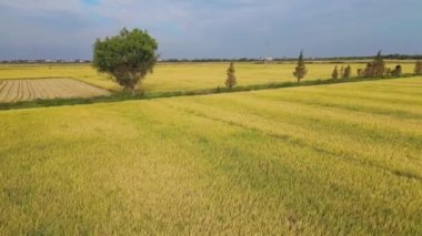 Tarım alanlarının havadan görünüşü