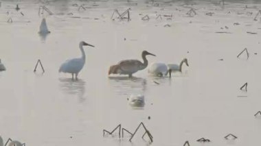 Gölde kuş sürüsü