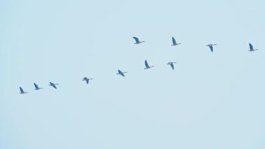 Gökyüzünde uçan kuş sürüsü