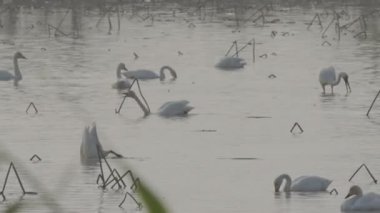 Gölde kuş sürüsü