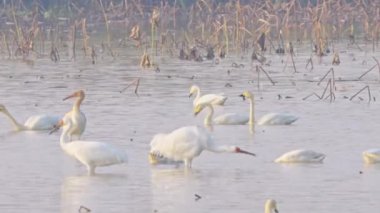 Gölde kuş sürüsü