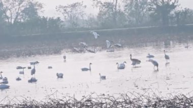 Gölde kuş sürüsü