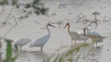 Gölde kuş sürüsü