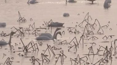 Gölde kuş sürüsü