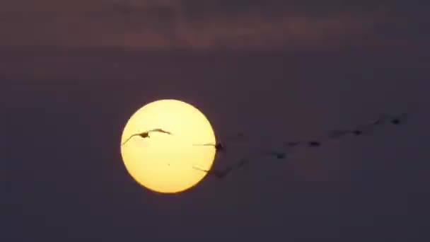 Ptaki Latające Niebo Zachodzie Słońca — Wideo stockowe