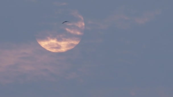 Fåglar Flyger Himlen Vid Solnedgången — Stockvideo