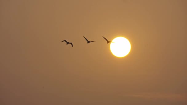 Ptáků Kteří Létali Obloha Při Západu Slunce — Stock video