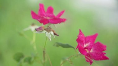 Bahçedeki güzel pembe çiçekler