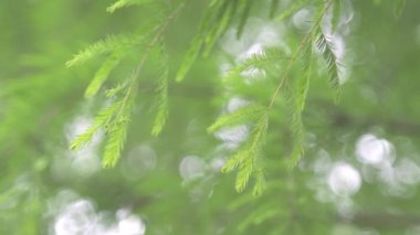 bulanık arkaplanda yeşil yapraklar