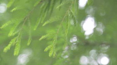 bulanık arkaplanda yeşil yapraklar