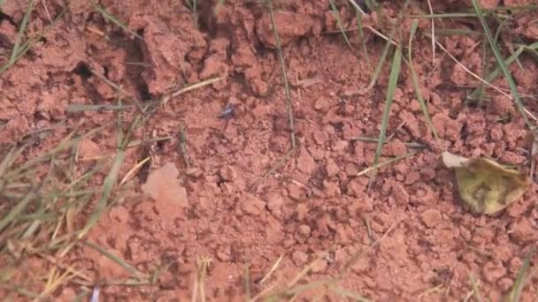 Karıncalar Yerde Karınca Yuvası Yapıyor — Stok video