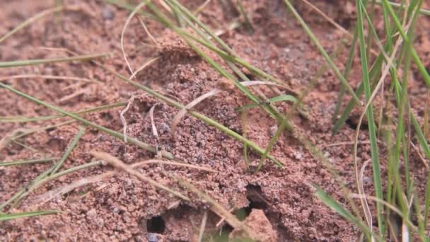 Formigas Fazendo Formigueiro Chão — Vídeo de Stock
