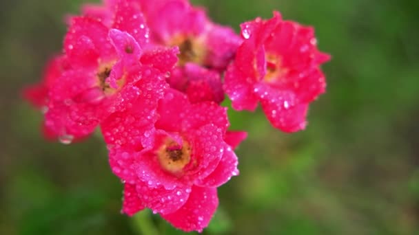 庭の美しいピンクの花 — ストック動画
