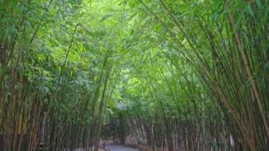 Parktaki yeşil bambu ormanı